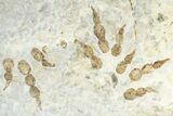 Plate of Dinosaur (Grallator) Tracks - Negative Impressions #366863-1